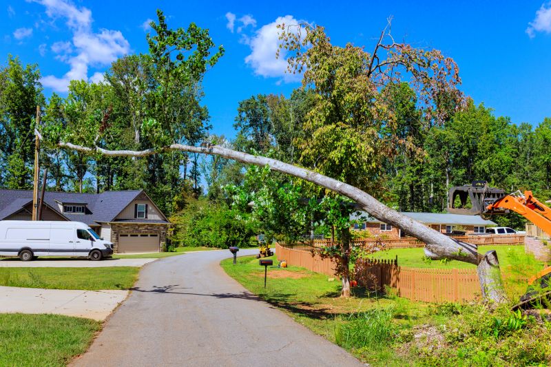 Contact About Tree Branches Removal