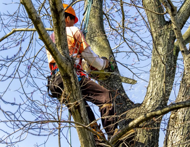Tree Branches Removal