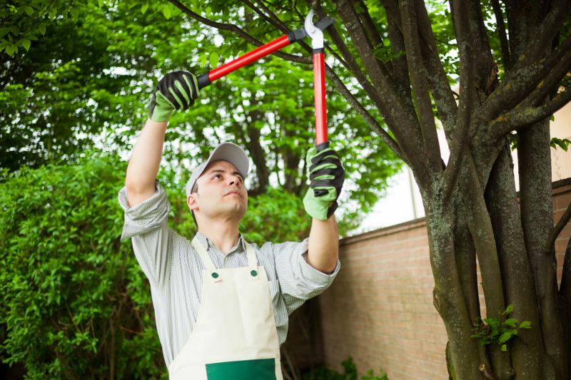 Tree Branches Removal