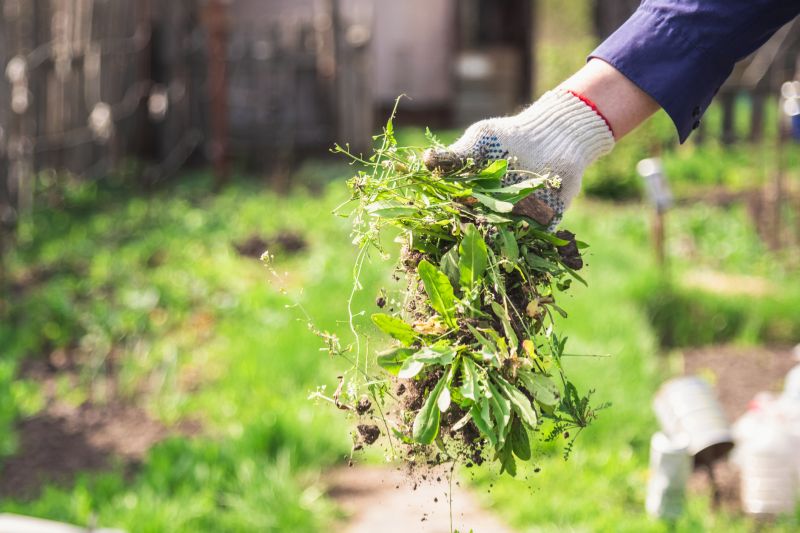 Flower Bed Weeding Service in Rockwall, TX