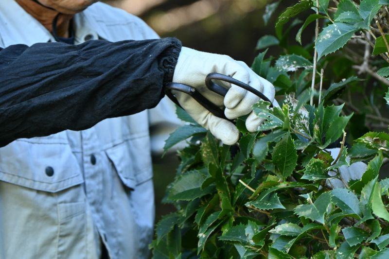 Honeysuckle Trimming in Honolulu, HI