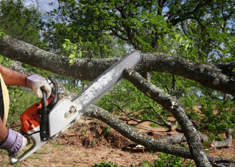 Products For Tree Branches Removals in use