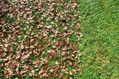 Seasonal Lawn Maintenance in Honolulu, HI