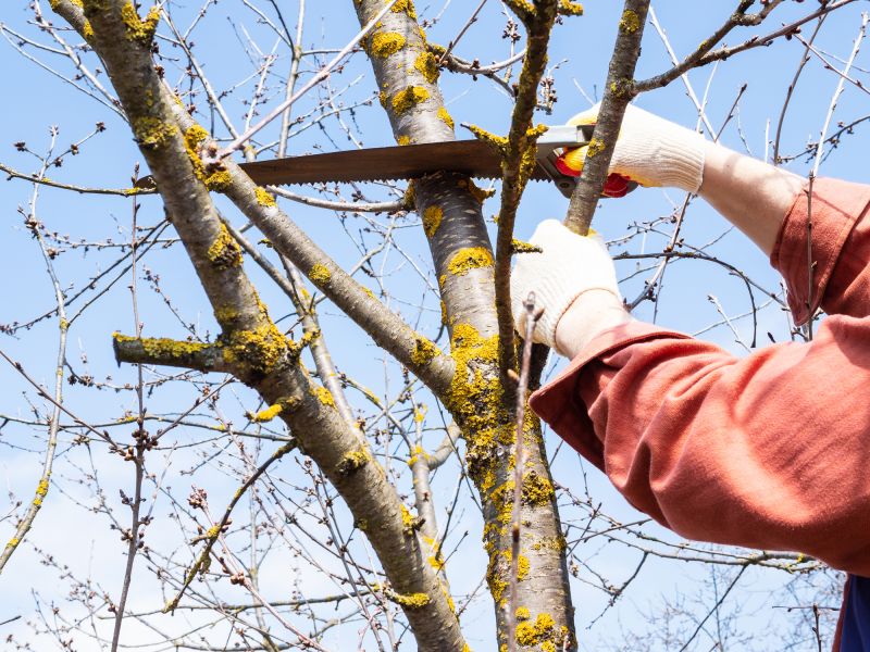 Property-Safe Tree Maintenance