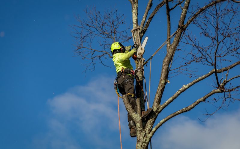 Tree Branches Removal